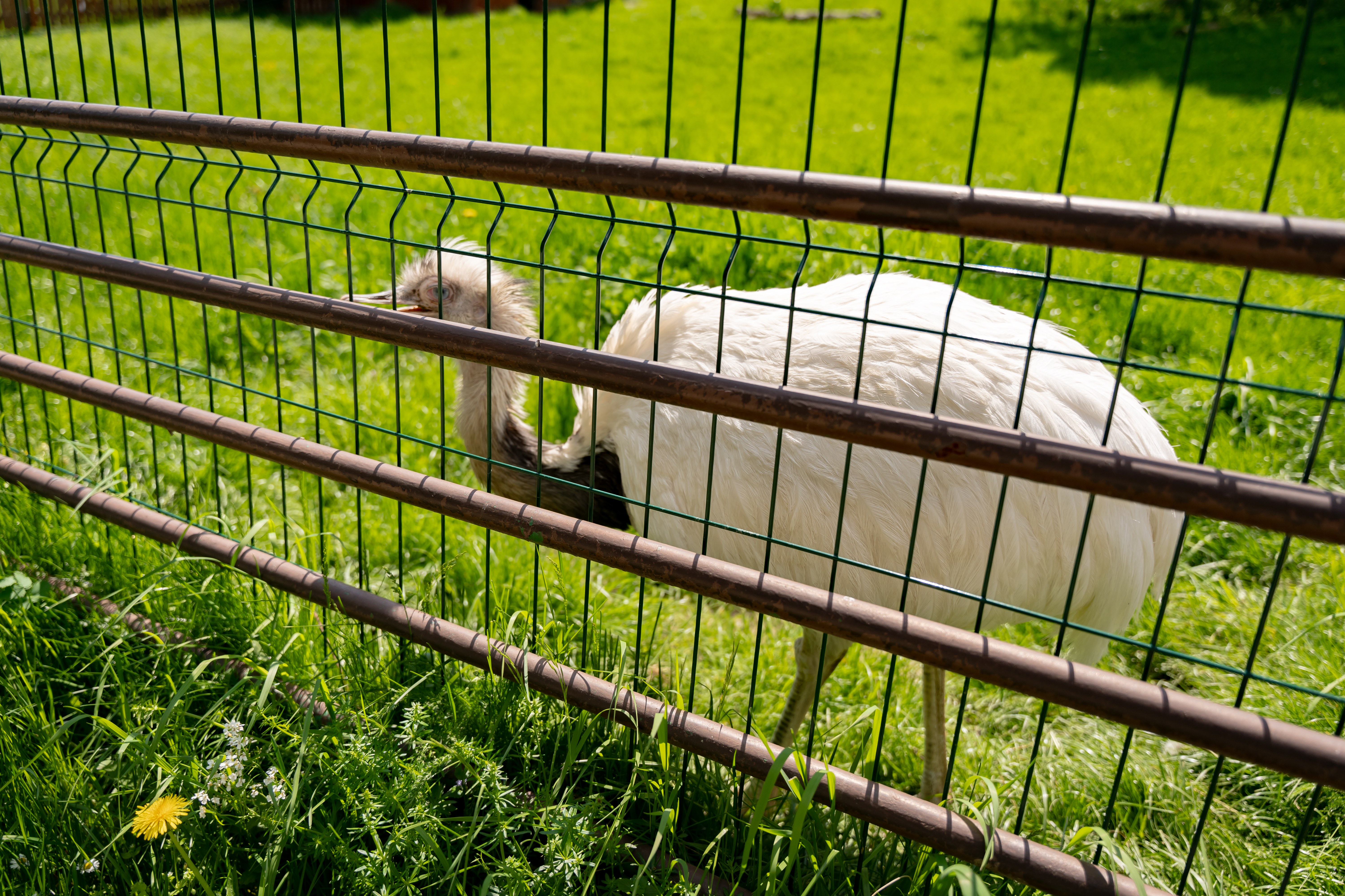 Slavnostne odomykanie brany ZOO Kosice-21